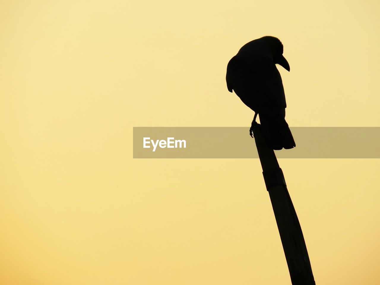 LOW ANGLE VIEW OF SILHOUETTE BIRD PERCHING ON BRANCH