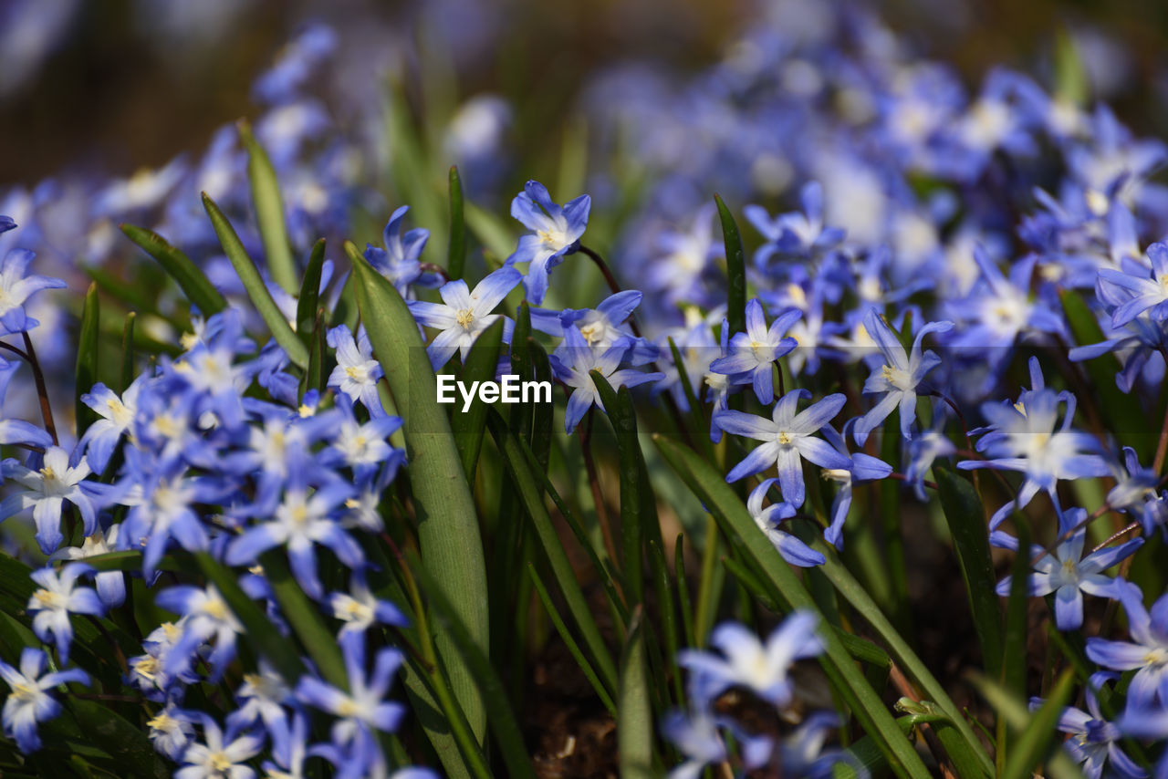 flower, flowering plant, plant, beauty in nature, freshness, nature, purple, close-up, growth, no people, fragility, macro photography, petal, blossom, wildflower, selective focus, blue, outdoors, botany, day, flower head, land, food, plant part, food and drink, grass, inflorescence, summer, meadow, leaf, springtime, garden, sunlight, botanical garden, field, animal wildlife, focus on foreground, outdoor pursuit, eco tourism, white