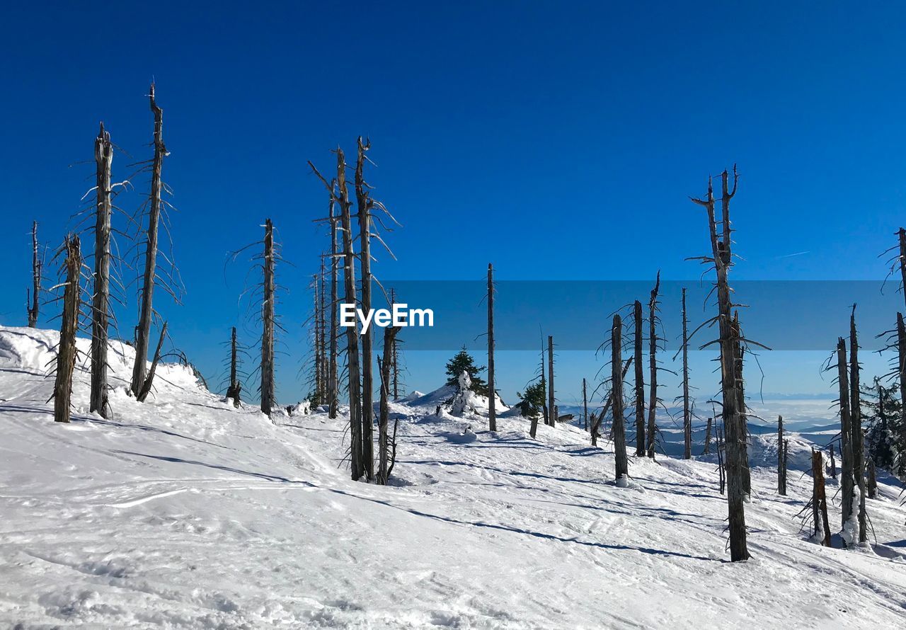 Panoramic shot of trees on snowy field against blue sky