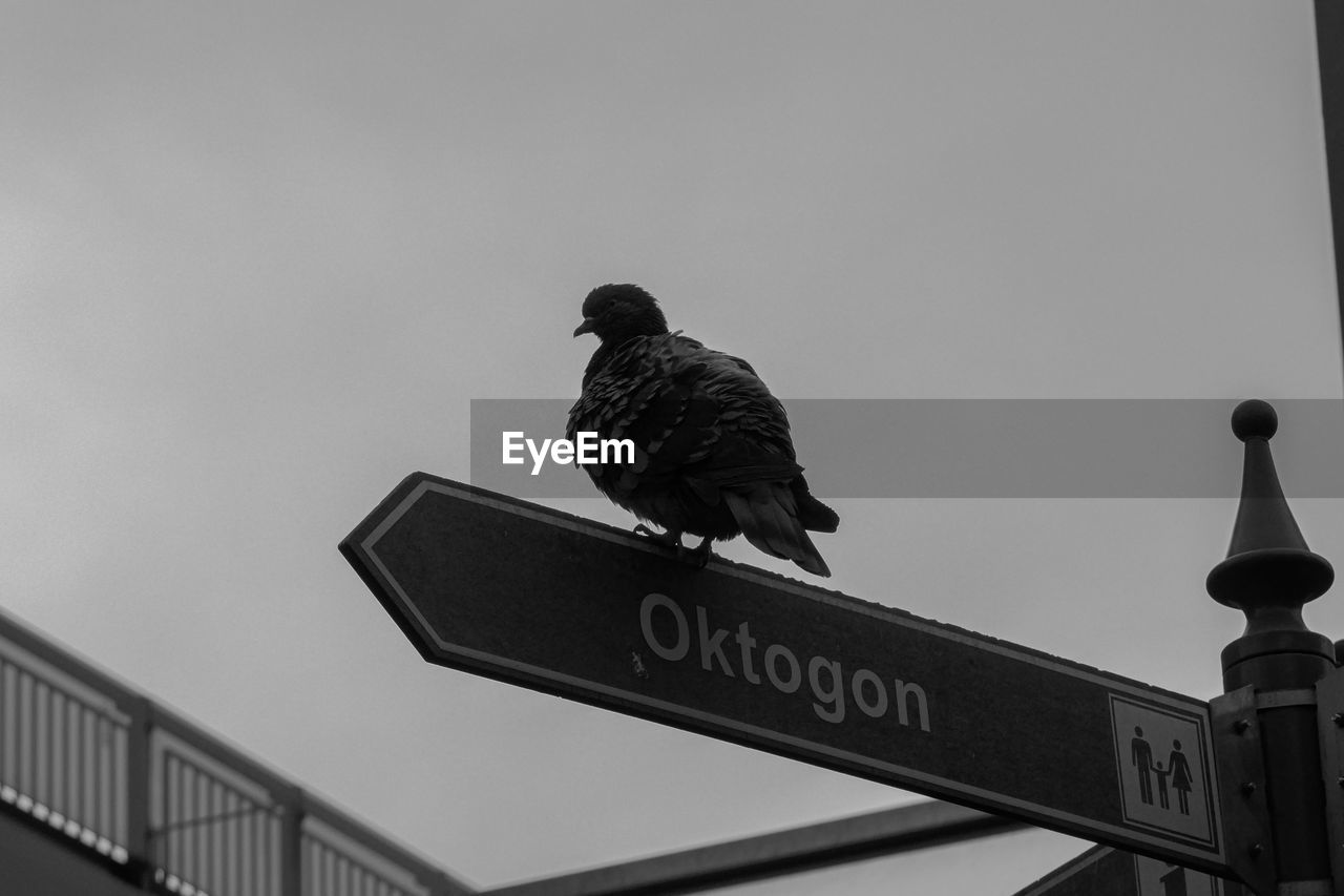 Low angle view of bird perching on roof against clear sky