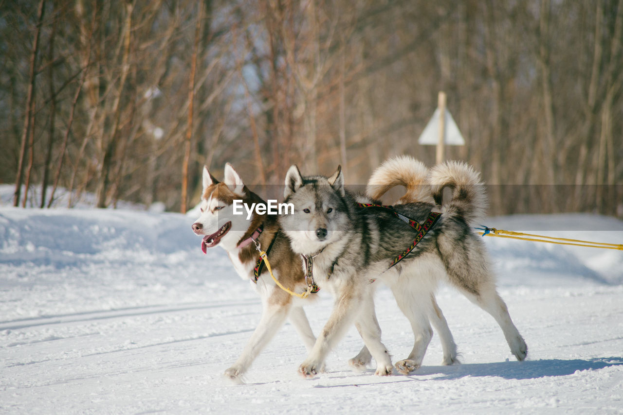 Dogs walking on snow covered landscape against trees