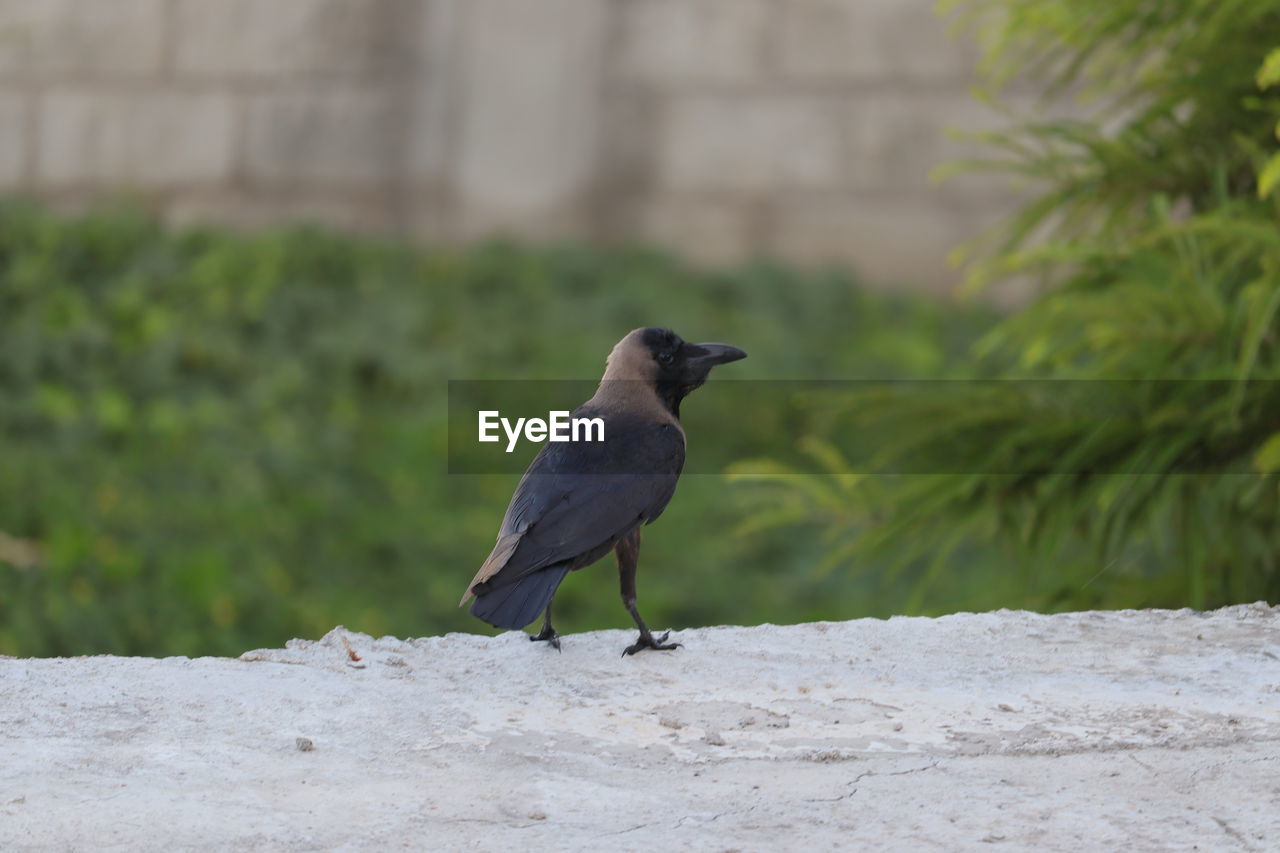 Close-up of black crow bird perching on wall