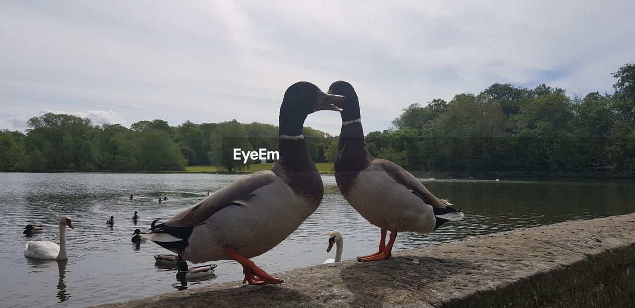 VIEW OF BIRDS ON LAKE