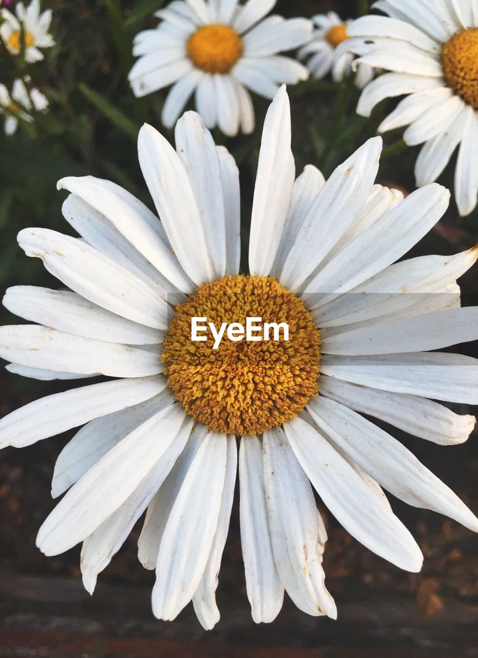 CLOSE-UP OF WHITE FLOWER