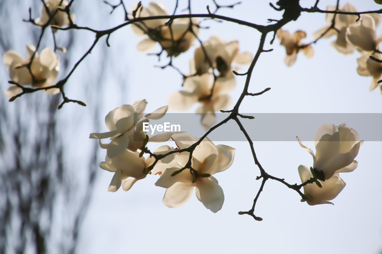 branch, spring, plant, flower, tree, blossom, twig, nature, beauty in nature, leaf, no people, winter, flowering plant, focus on foreground, growth, magnolia, close-up, low angle view, fragility, outdoors, sky, plant part, petal, freshness, springtime, day, autumn, white, sunlight, macro photography
