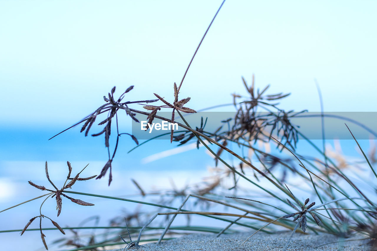 CLOSE-UP OF DRY PLANTS AGAINST CLEAR SKY