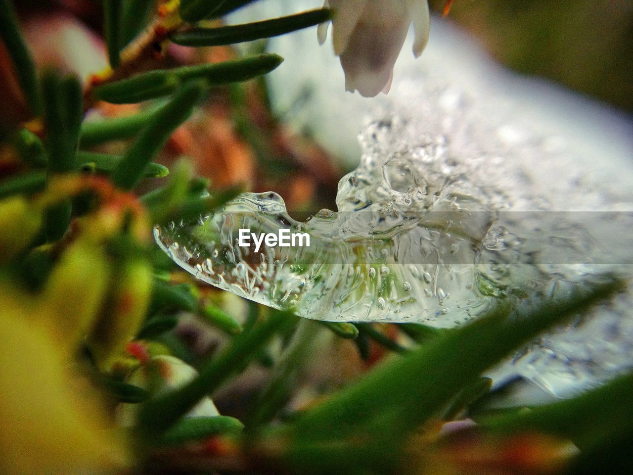 Close-up of plants and ice crystals