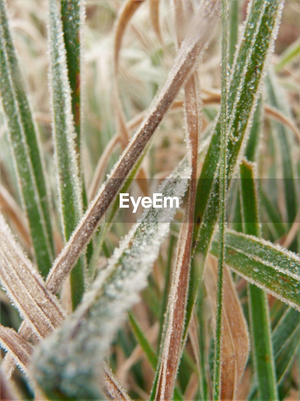 Close-up of plant against blurred background