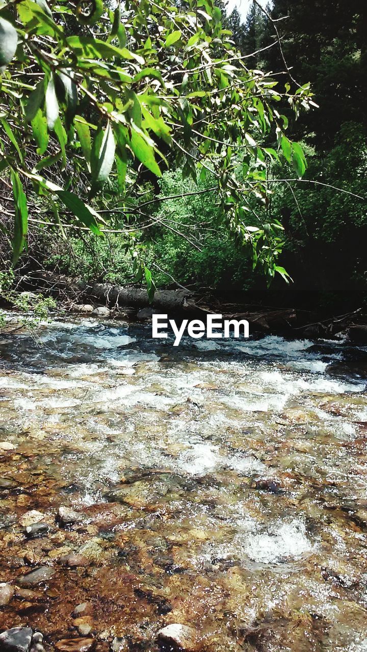 VIEW OF TREES IN FOREST