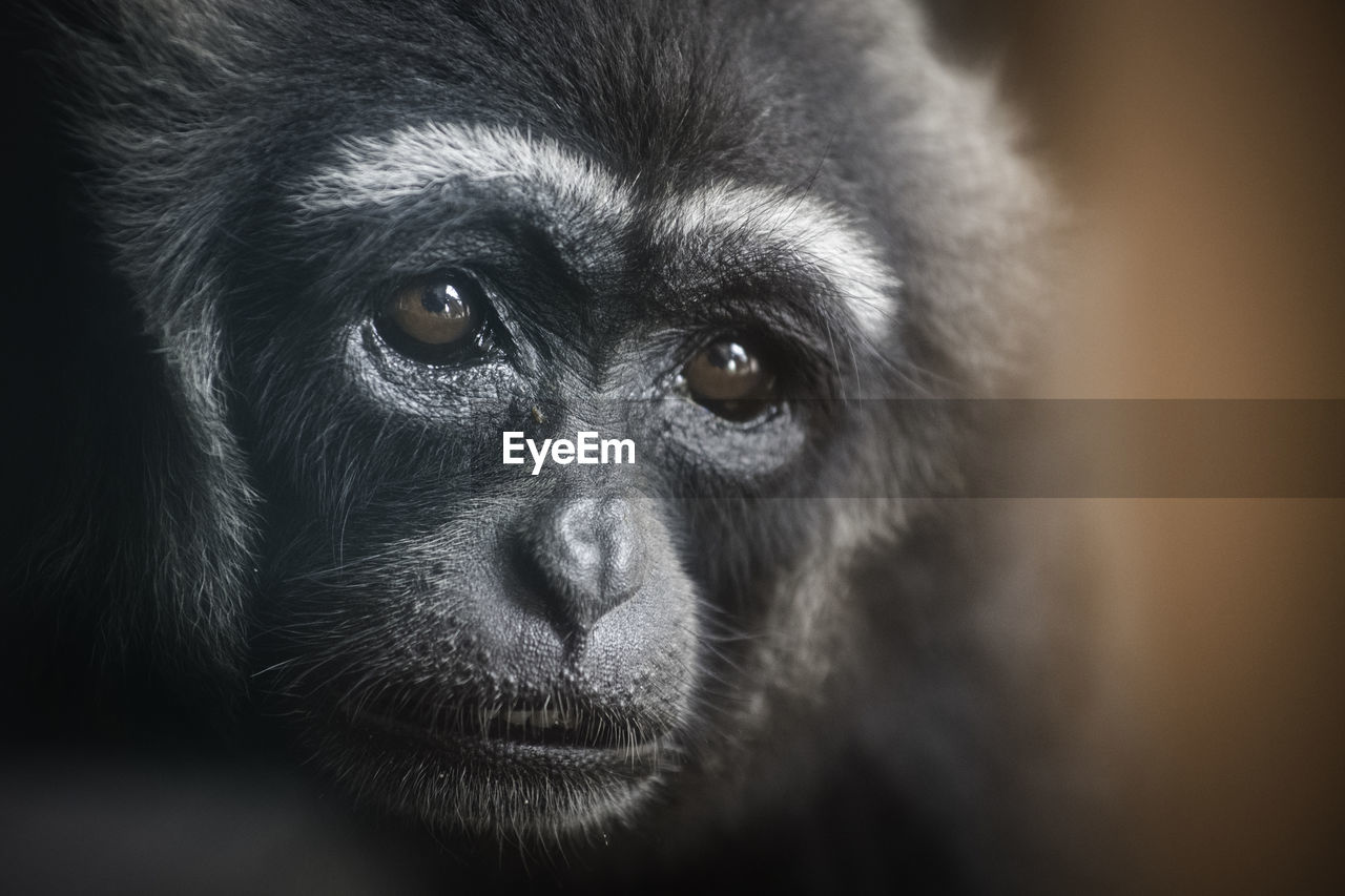 Close-up portrait of a gibbon monkey