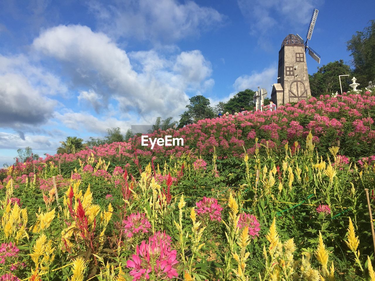 Flowering plants by building against sky