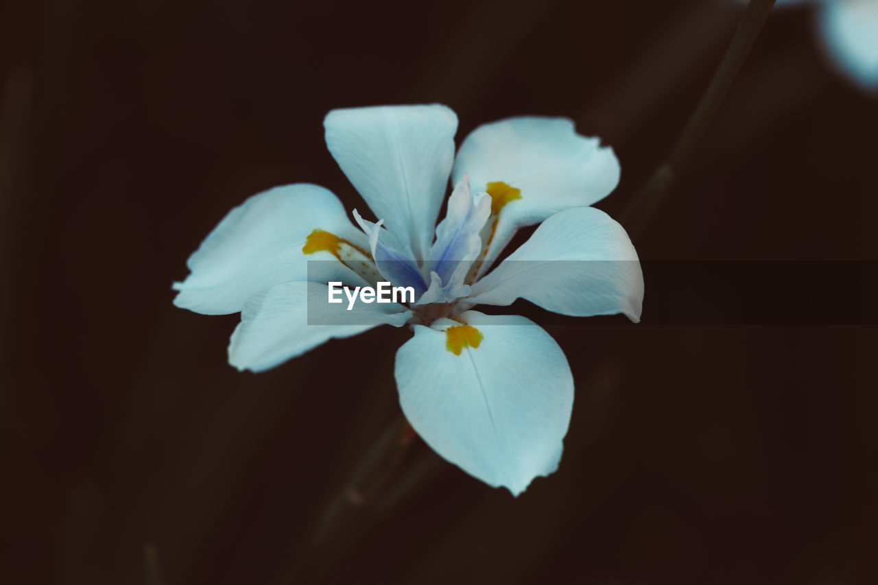 Close-up of white flower blooming at night