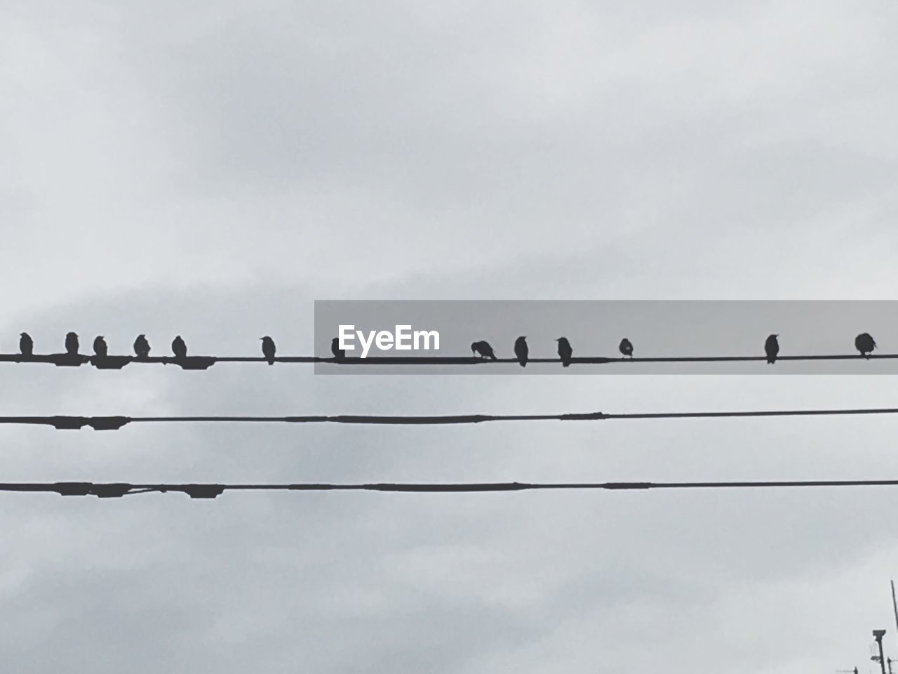 BIRDS PERCHING ON POWER LINE