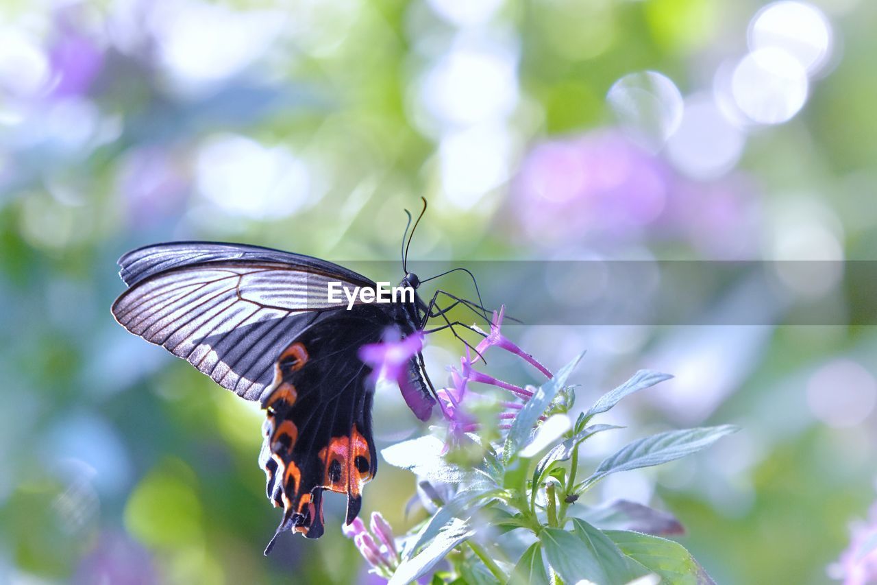 CLOSE-UP OF BUTTERFLY POLLINATING FLOWER