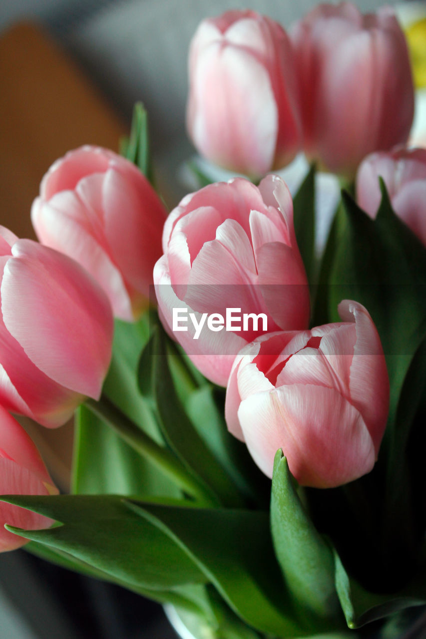 CLOSE-UP OF PINK ROSES