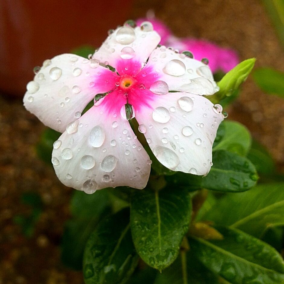 MACRO SHOT OF WATER DROPS ON FLOWER