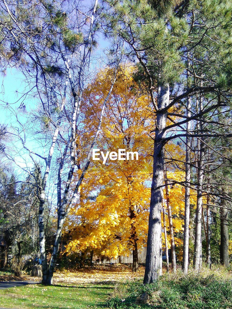 TREES IN PARK