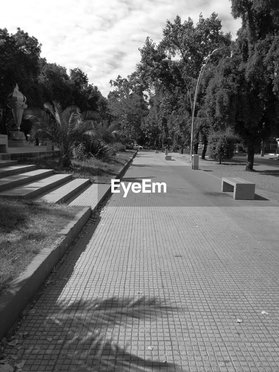 VIEW OF TREES IN PARK