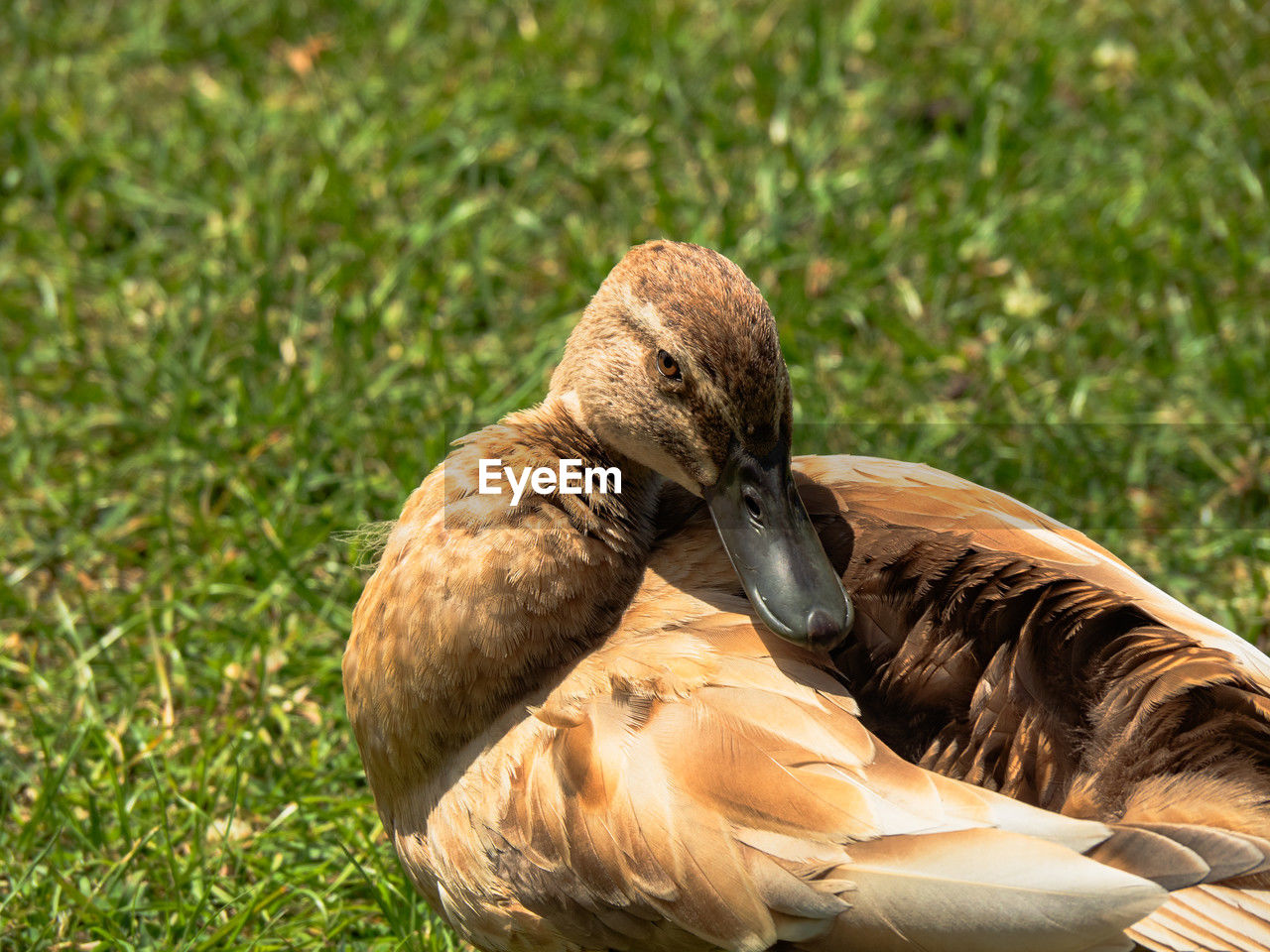 animal themes, animal, bird, animal wildlife, wildlife, grass, one animal, water bird, nature, beak, duck, plant, ducks, geese and swans, no people, feather, day, brown, bird of prey, outdoors, focus on foreground, sunlight, animal body part, green, close-up, land, mallard