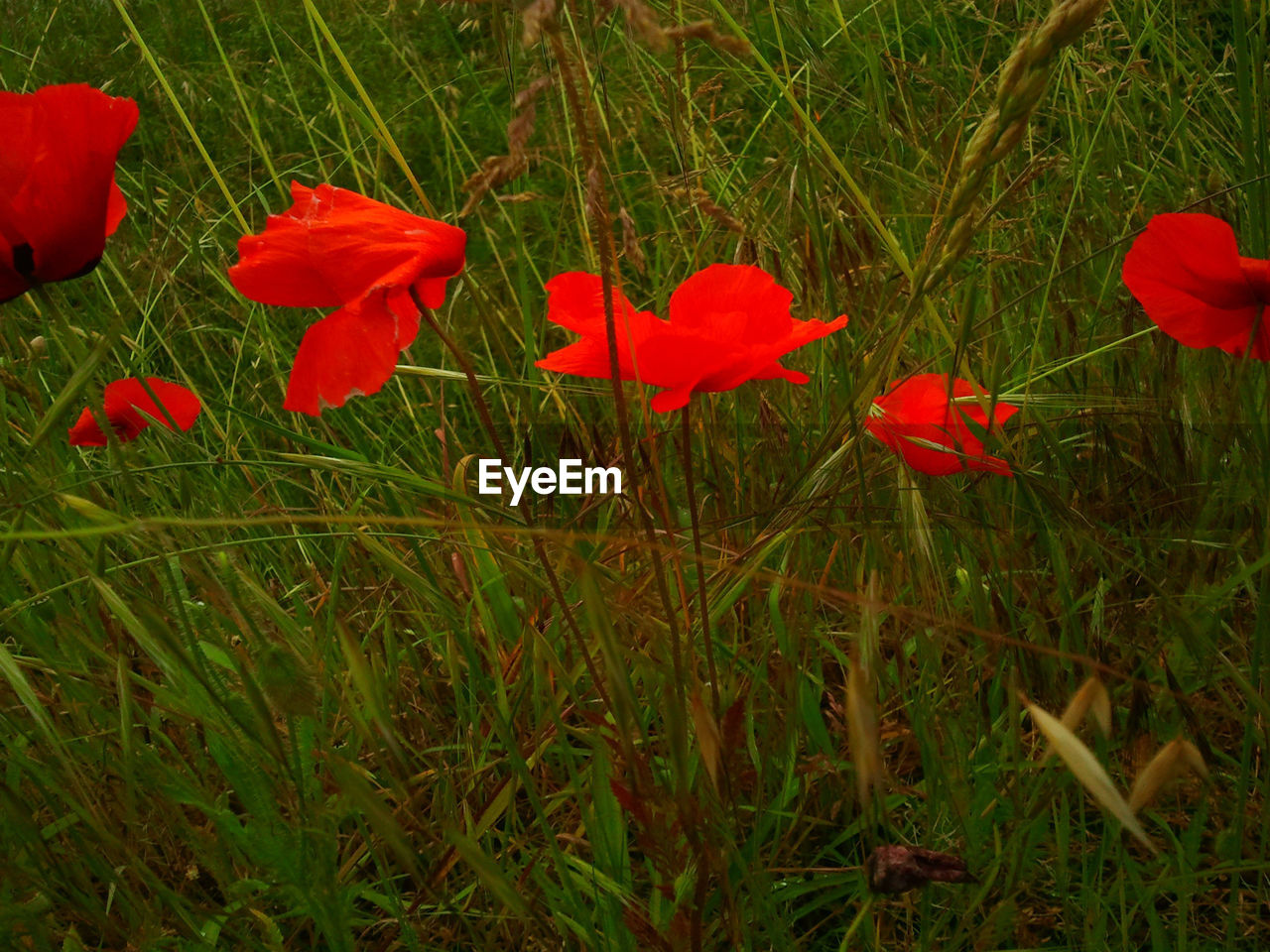 CLOSE-UP OF RED POPPY FLOWER BLOOMING IN PARK