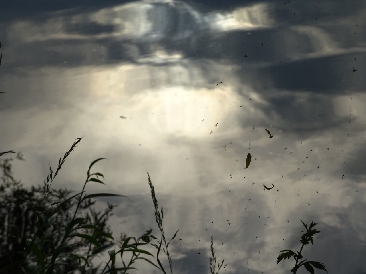 FLOCK OF BIRDS FLYING IN SKY