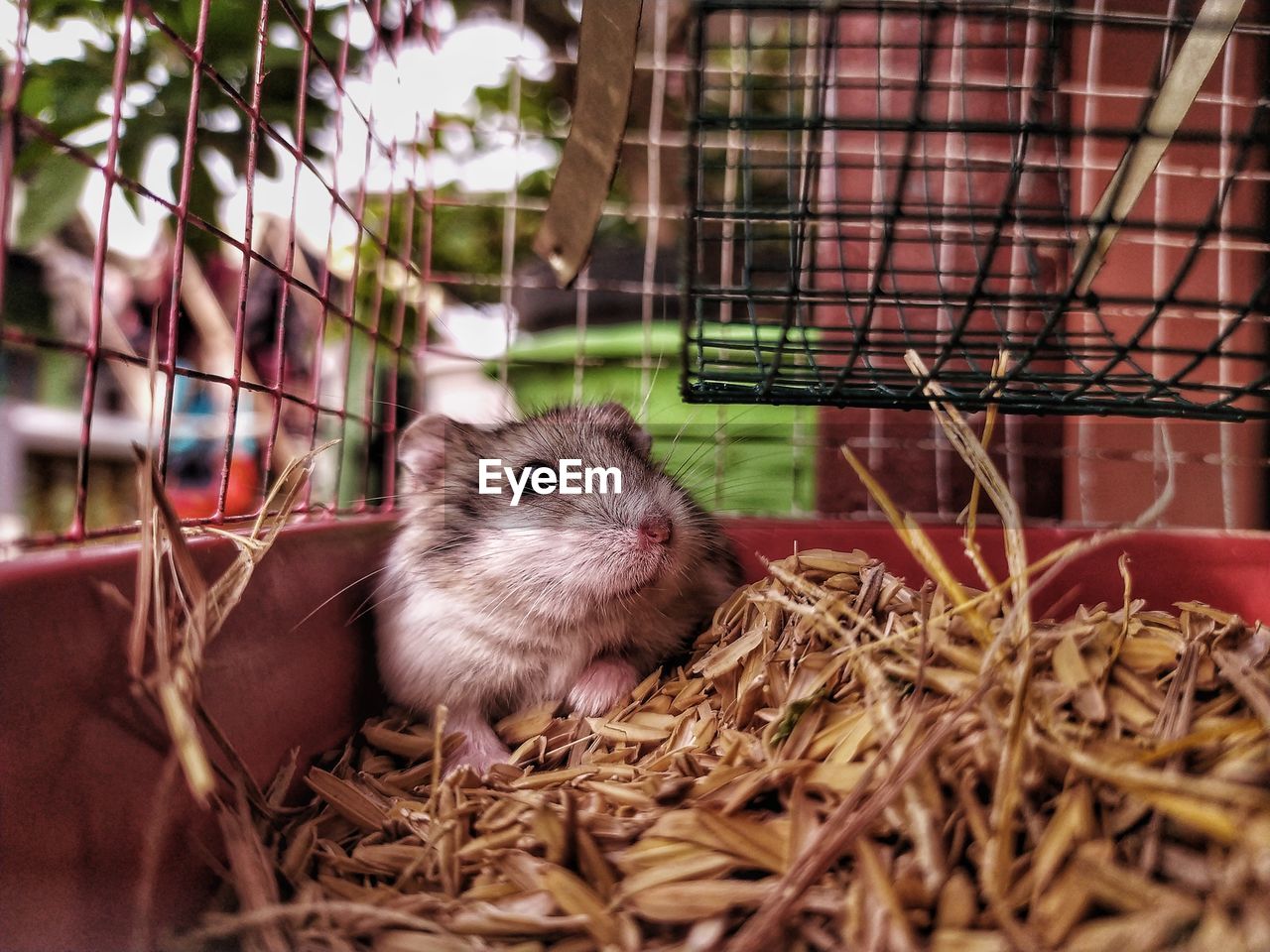 Close-up of hamster in cage