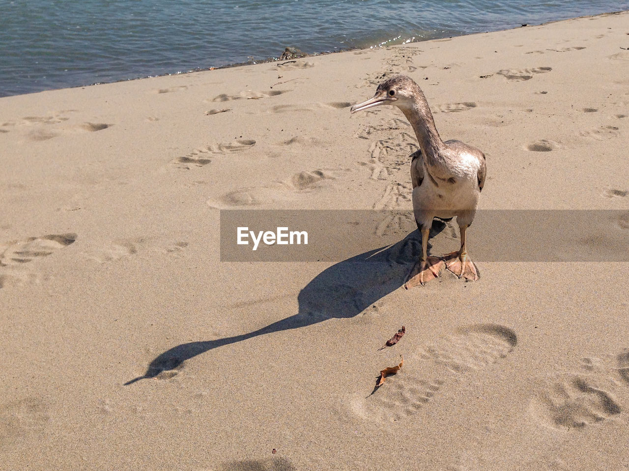 HIGH ANGLE VIEW OF BIRD ON SAND