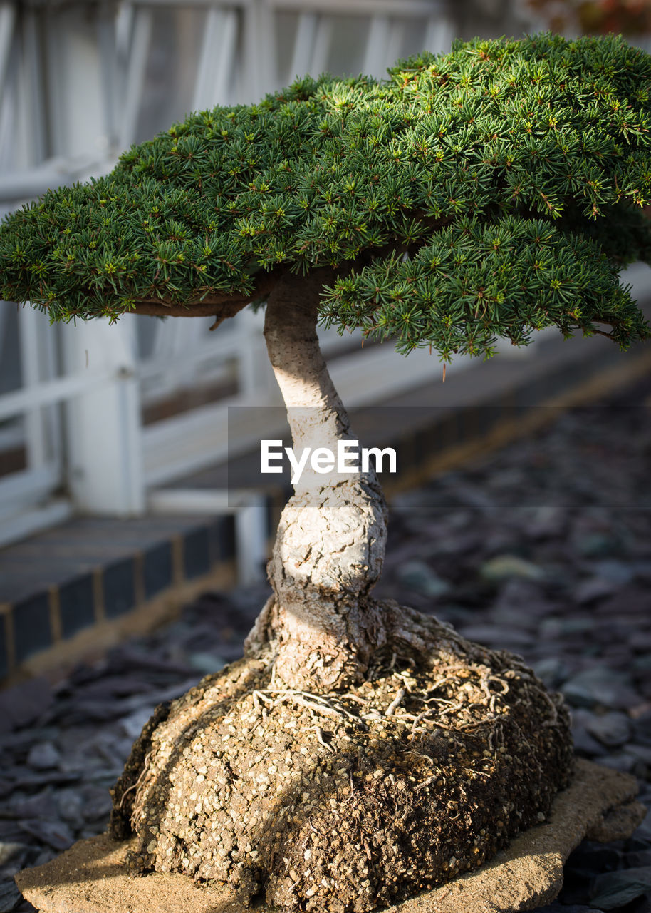 CLOSE-UP OF MOSS ON TREE AGAINST PLANTS