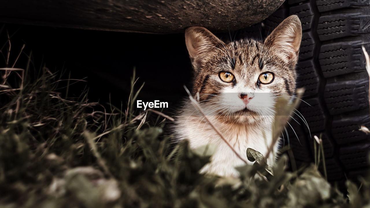 Homeless street cat hiding under car. close-up portrait.