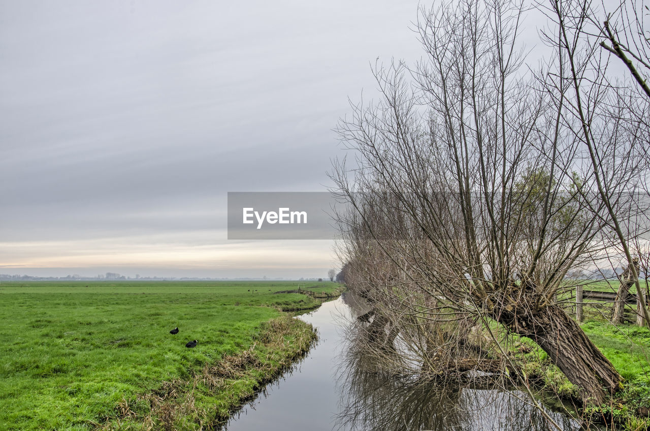 SCENIC VIEW OF BARE TREES IN FIELD AGAINST SKY