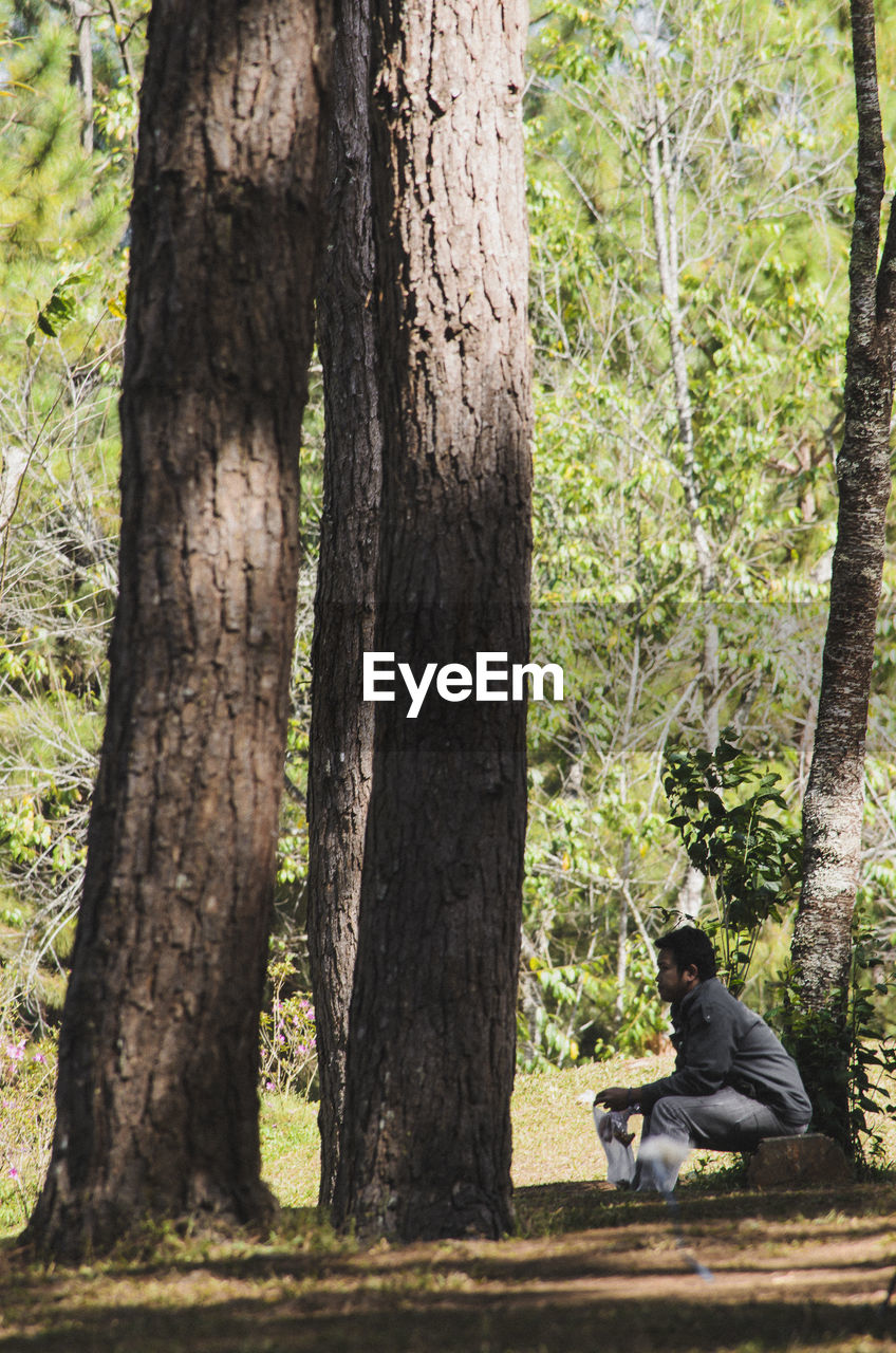 VIEW OF TREES IN FOREST