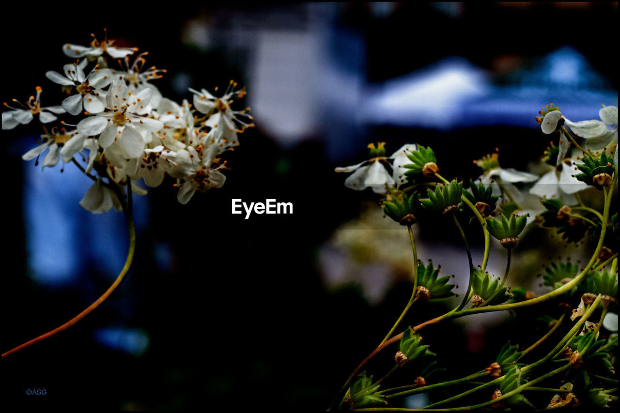 CLOSE-UP OF WHITE FLOWERS