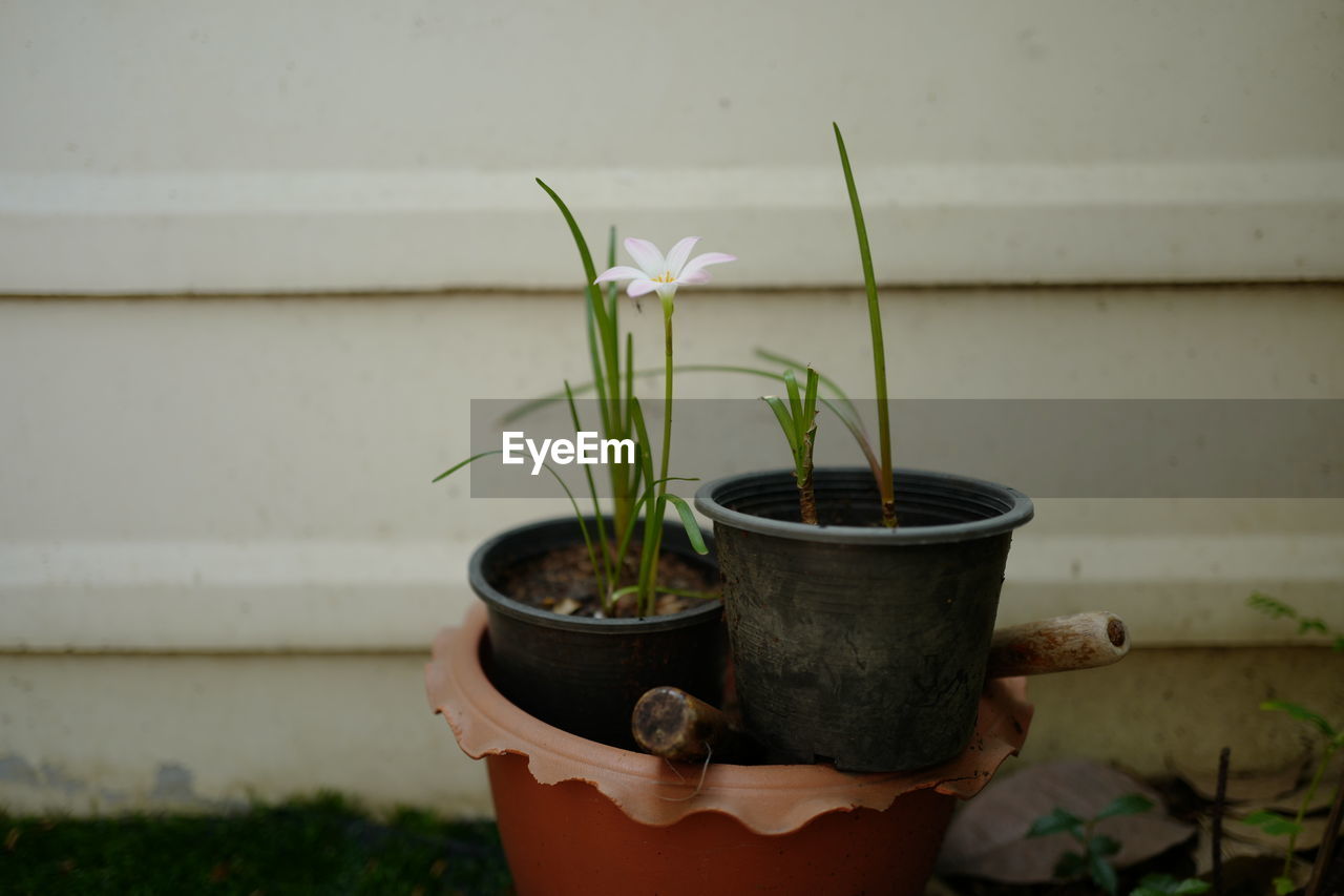 CLOSE-UP OF POTTED PLANT ON WINDOW