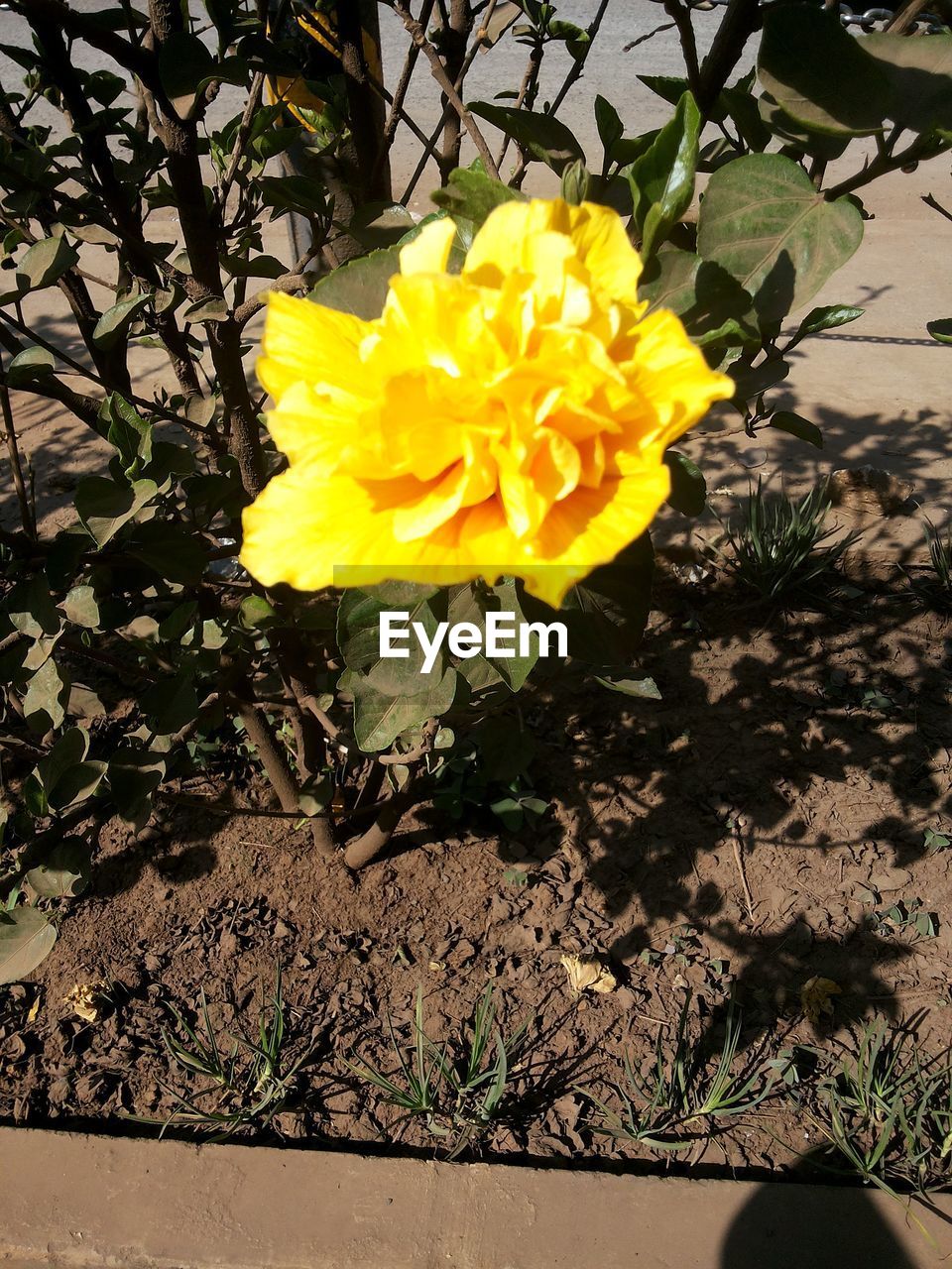 Yellow flower blooming in field