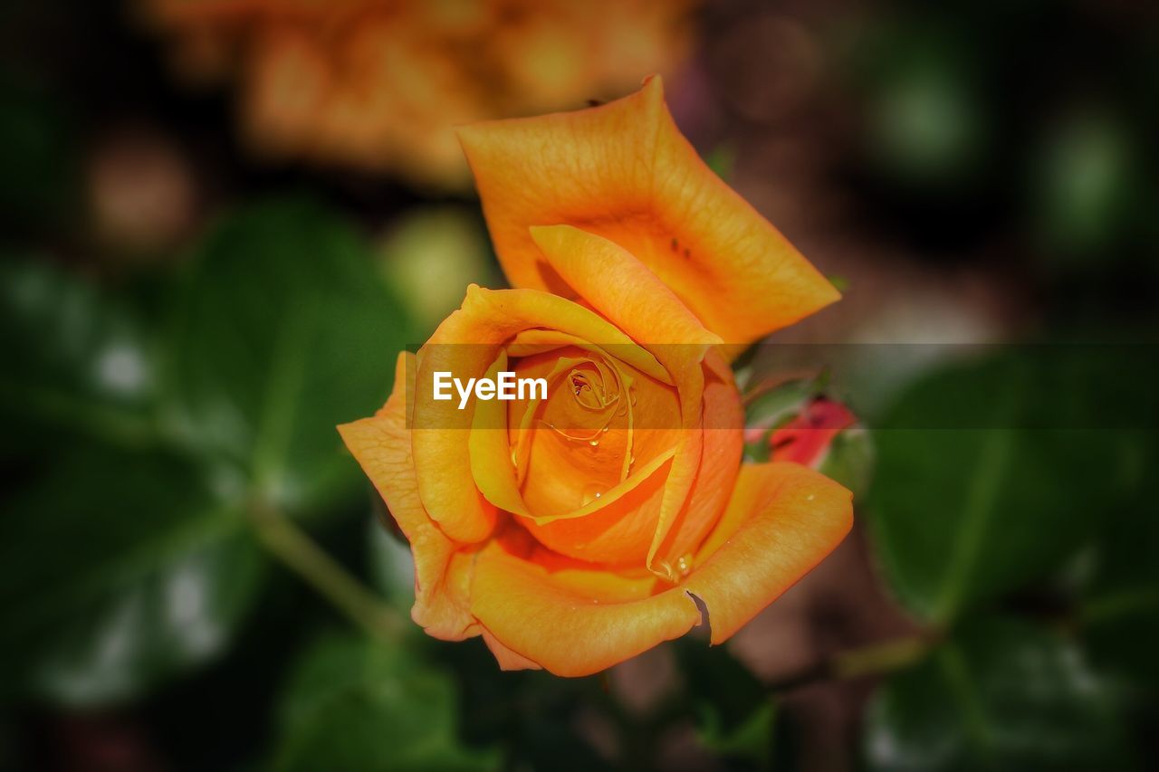 Close-up of orange rose