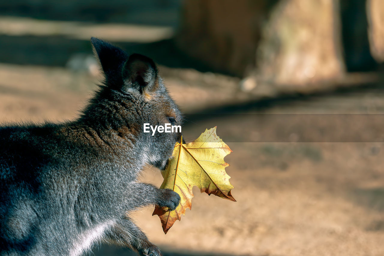 Close-up of wallaby