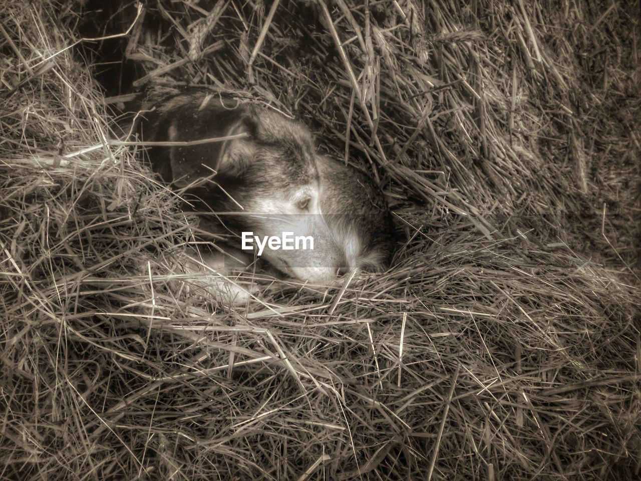 CLOSE-UP OF LION