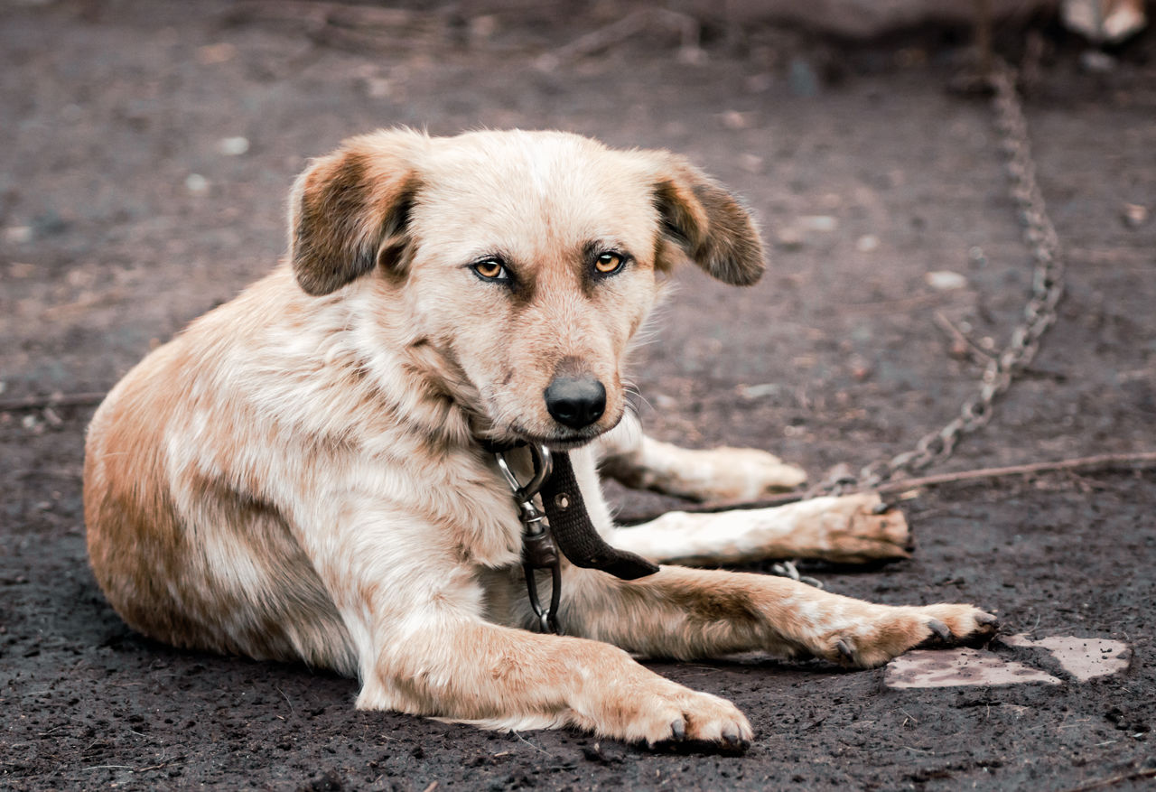 Portrait of dog sitting outdoors