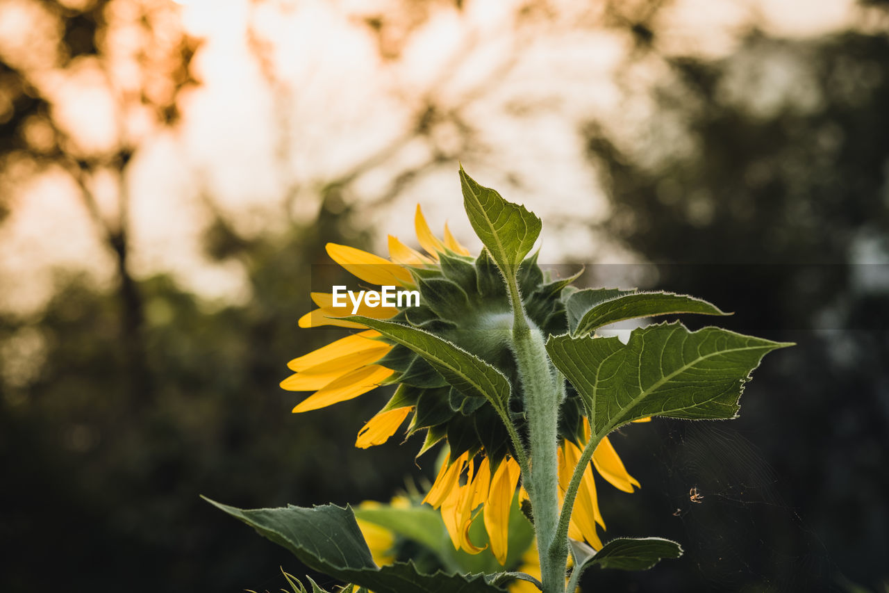 Close-up of yellow flowering plant