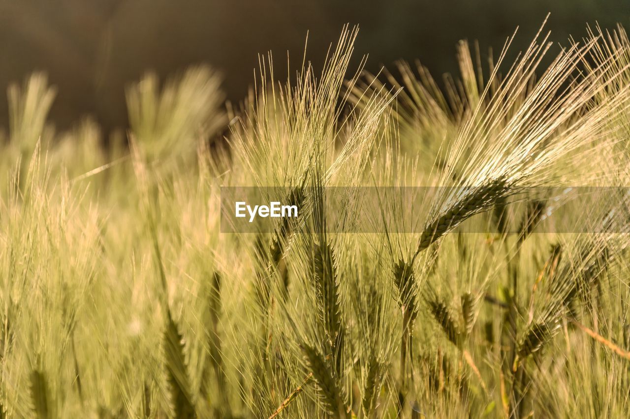 Close-up of crops growing in farm