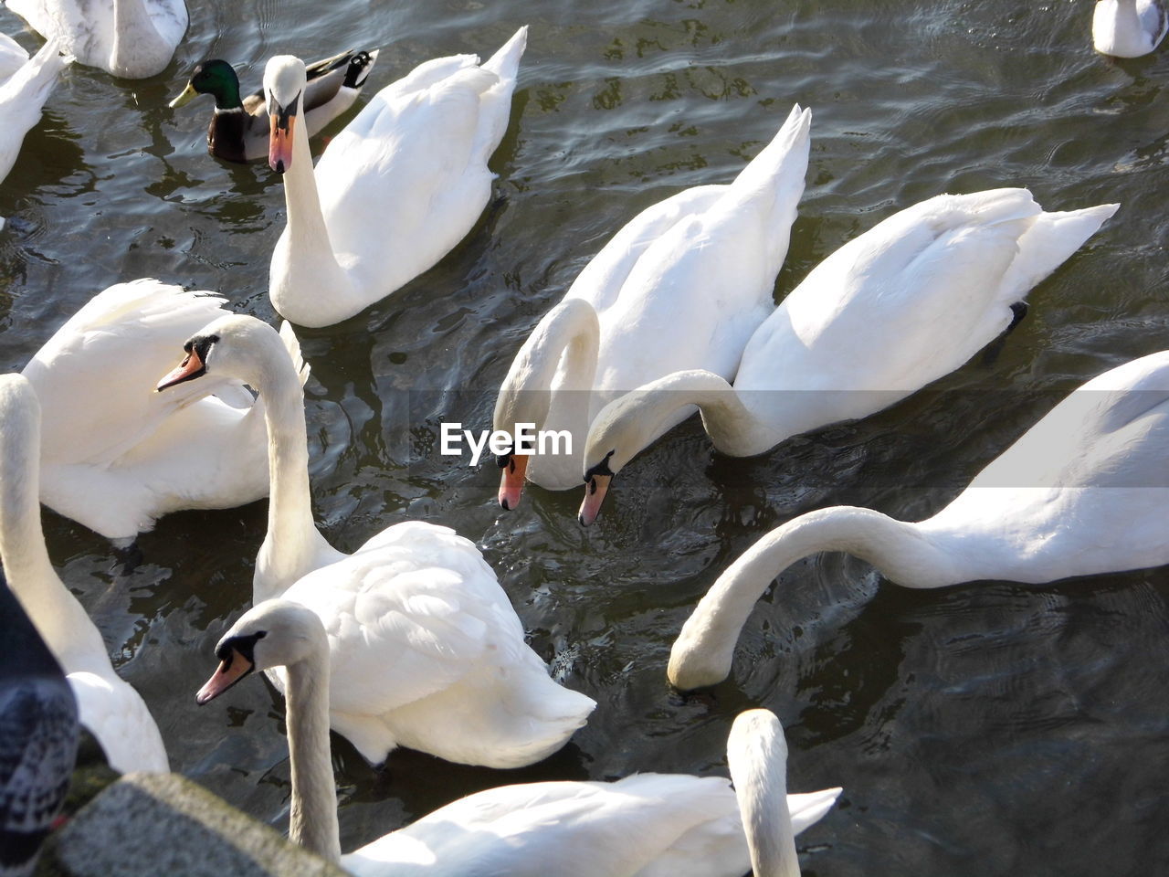 HIGH ANGLE VIEW OF SWANS AND DUCKS SWIMMING ON LAKE