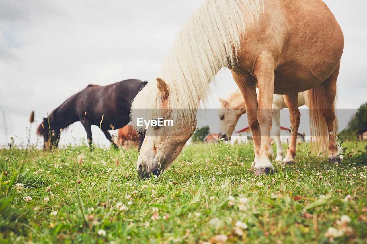 Horses grazing on field against sky