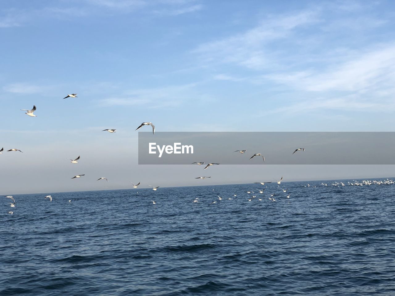 BIRDS FLYING OVER SEA