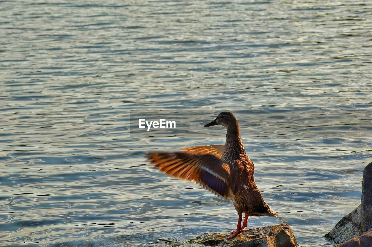 Duck with spread wings perching on rock against river