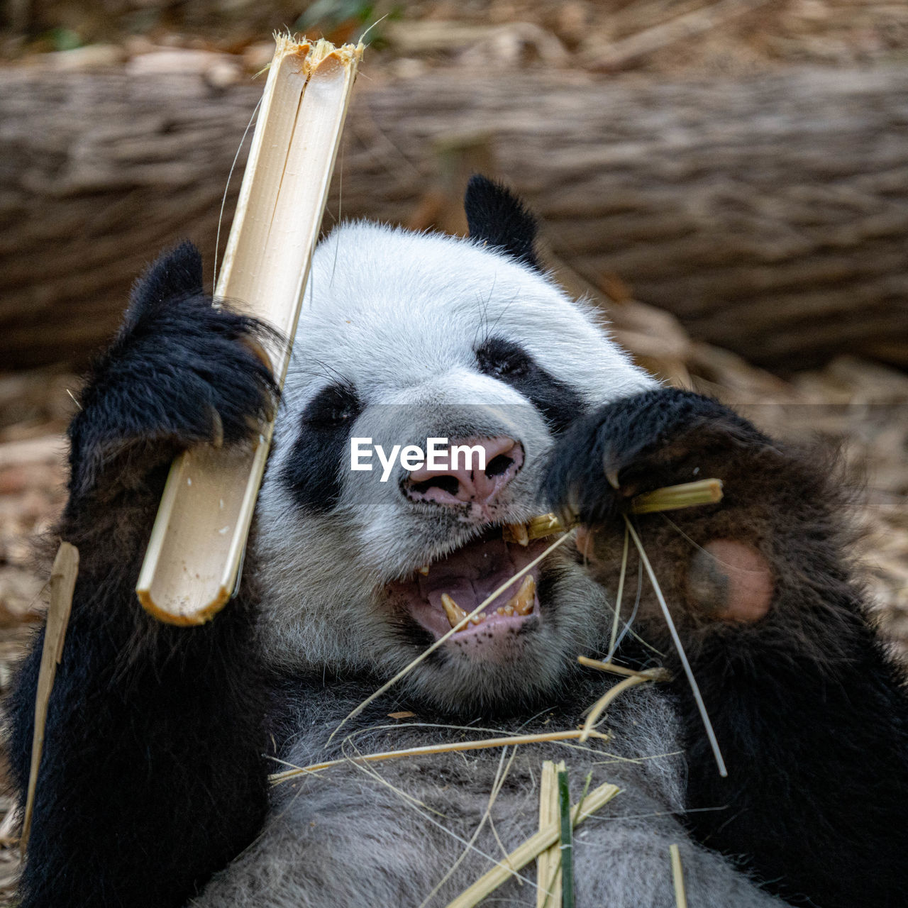 Close-up portrait of a panda