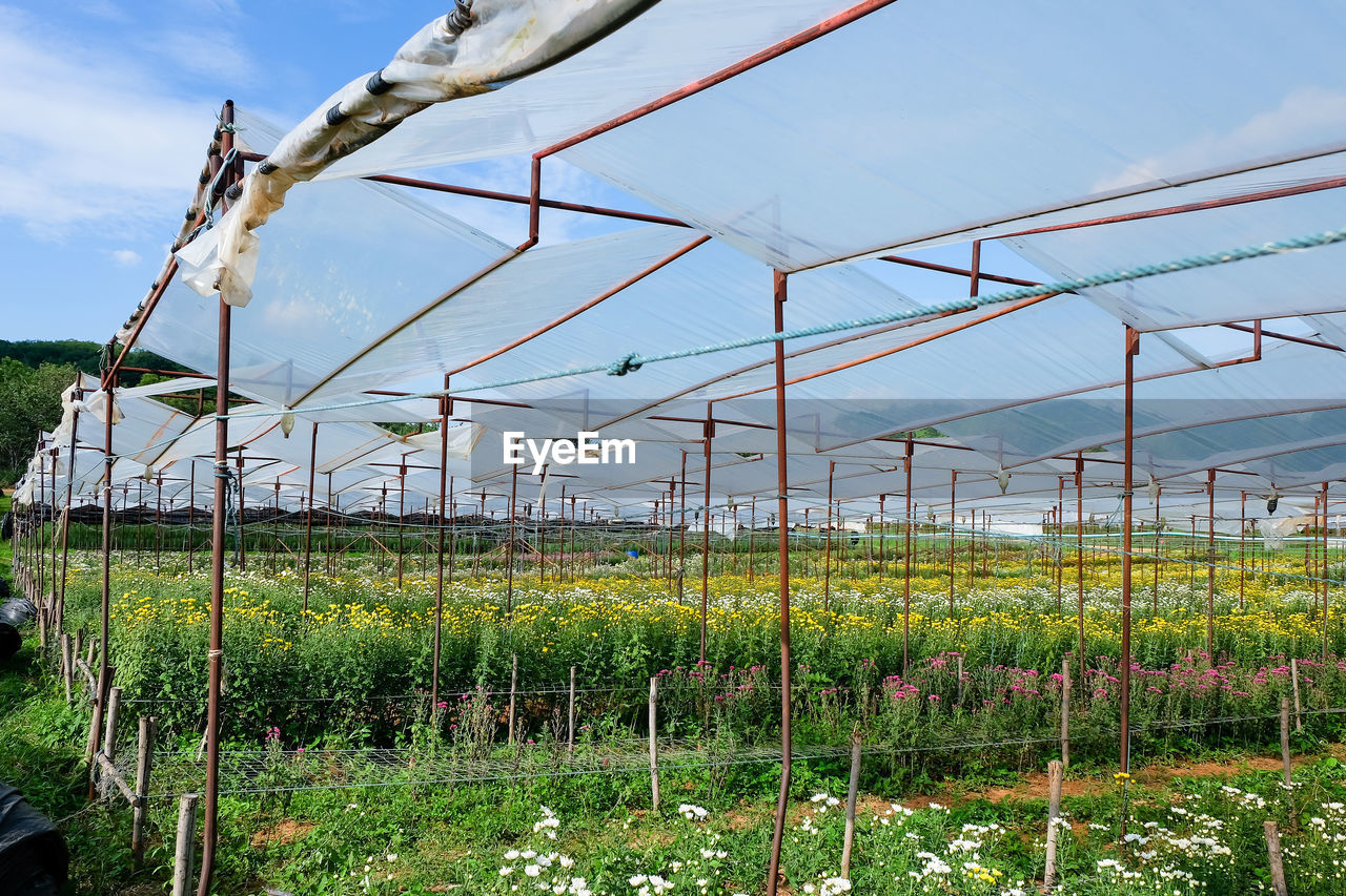 PLANTS GROWING IN FIELD