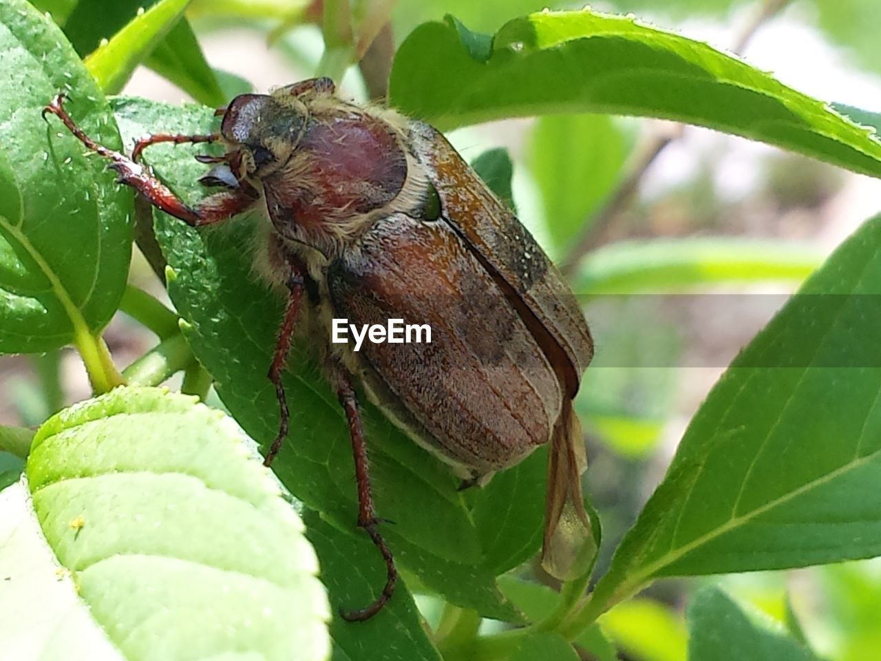 CLOSE-UP OF INSECT ON PLANT