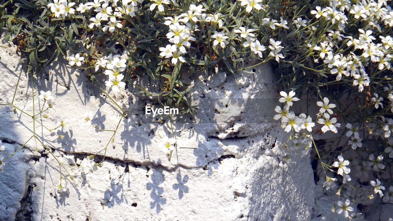 Close-up of white flowers