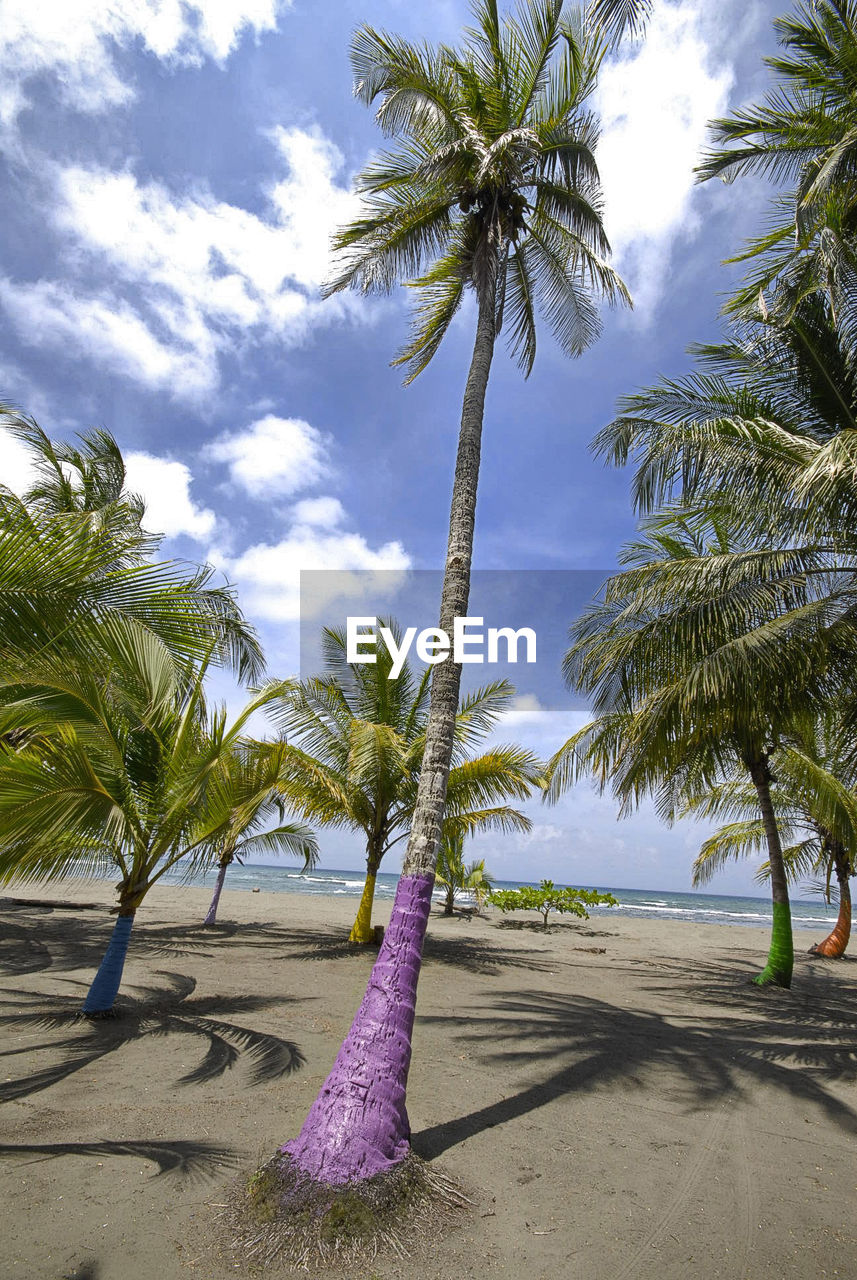 Palm trees on beach against sky