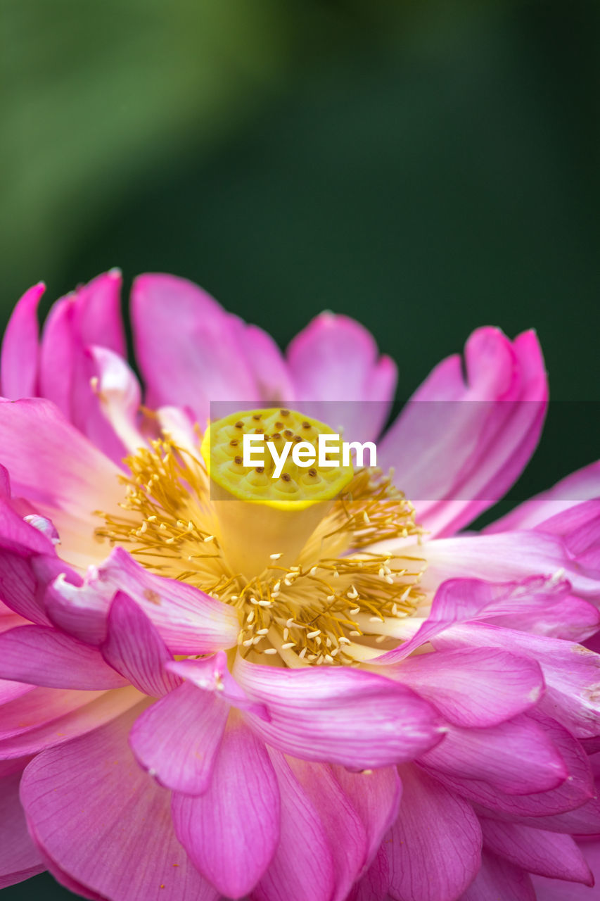 CLOSE-UP OF PINK LOTUS WATER LILY IN PURPLE FLOWER